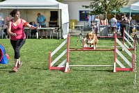 018 JYNKA -05082017-AGI 0046AGILITY COMPIEGNE 2017 - AGILITY 1 : 2017, 25 JUIN 2017, AGILITY 1, AGILITY COMPIEGNE 2017, CAT.C, D51, JYNKA