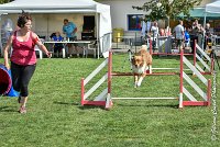 019 JYNKA -05082017-AGI 0047AGILITY COMPIEGNE 2017 - AGILITY 1 : 2017, 25 JUIN 2017, AGILITY 1, AGILITY COMPIEGNE 2017, CAT.C, D51, JYNKA