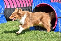 025 JYNKA -05082017-AGI 0058AGILITY COMPIEGNE 2017 - AGILITY 1 : 2017, 25 JUIN 2017, AGILITY 1, AGILITY COMPIEGNE 2017, CAT.C, D51, JYNKA