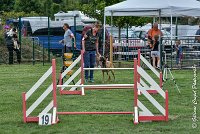 001 LIZZY -05082017-AGI 8852AGILITY COMPIEGNE 2017 - STANDARD : 2017, 25 JUIN 2017, AGILITY COMPIEGNE 2017, AGILITY STANDARD, CAT.C, D42, LIZZY