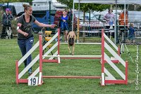 003 LIZZY -05082017-AGI 8855AGILITY COMPIEGNE 2017 - STANDARD : 2017, 25 JUIN 2017, AGILITY COMPIEGNE 2017, AGILITY STANDARD, CAT.C, D42, LIZZY