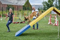 010 LIZZY -05082017-AGI 8864AGILITY COMPIEGNE 2017 - STANDARD : 2017, 25 JUIN 2017, AGILITY COMPIEGNE 2017, AGILITY STANDARD, CAT.C, D42, LIZZY