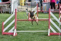 016 LIZZY -05082017-AGI 0209AGILITY COMPIEGNE 2017 - AGILITY 1 : 2017, 25 JUIN 2017, AGILITY 1, AGILITY COMPIEGNE 2017, CAT.C, D42, LIZZY