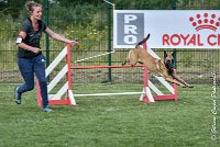 022 LIZZY -05082017-AGI 0216AGILITY COMPIEGNE 2017 - AGILITY 1 : 2017, 25 JUIN 2017, AGILITY 1, AGILITY COMPIEGNE 2017, CAT.C, D42, LIZZY