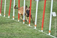 023 LIZZY -05082017-AGI 0217AGILITY COMPIEGNE 2017 - AGILITY 1 : 2017, 25 JUIN 2017, AGILITY 1, AGILITY COMPIEGNE 2017, CAT.C, D42, LIZZY