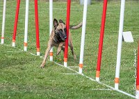 024 LIZZY -AGI 0218 : 05 AOUT 2017, 2017, AGILITY COMPIEGNE 2017, LIZZY