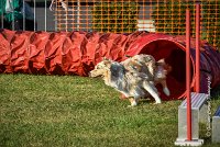 002 AGILITY HERMES -FALKA -3207 : 2016, 25 Septembre 2016, AGILITY HERMES, Dossard 74, FALKA, open+