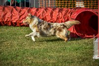 003 AGILITY HERMES -FALKA -3208 : 2016, 25 Septembre 2016, AGILITY HERMES, Dossard 74, FALKA, open+