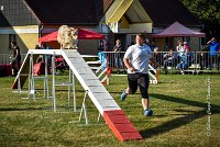 005 AGILITY HERMES -FALKA -3210 : 2016, 25 Septembre 2016, AGILITY HERMES, Dossard 74, FALKA, open+