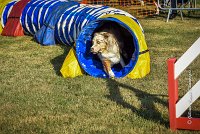 008 AGILITY HERMES -FALKA -3213 : 2016, 25 Septembre 2016, AGILITY HERMES, Dossard 74, FALKA, open+