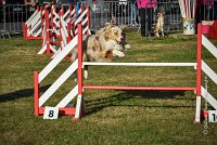 011 AGILITY HERMES -FALKA -3216 : 2016, 25 Septembre 2016, AGILITY HERMES, Dossard 74, FALKA, open+