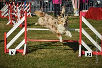 012 AGILITY HERMES -FALKA -3217 : 2016, 25 Septembre 2016, AGILITY HERMES, Dossard 74, FALKA, open+