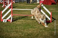 013 AGILITY HERMES -FALKA -3218 : 2016, 25 Septembre 2016, AGILITY HERMES, Dossard 74, FALKA, open+