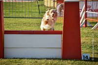 014 AGILITY HERMES -FALKA -3219 : 2016, 25 Septembre 2016, AGILITY HERMES, Dossard 74, FALKA, open+