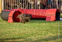 001 AGILITY HERMES -GAHUN -2445 : 2016, 25 Septembre 2016, AGILITY HERMES, Catégorie B, Dossard  21, GAHUN, open+