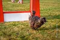 012 AGILITY HERMES -GAHUN -2458 : 2016, 25 Septembre 2016, AGILITY HERMES, Catégorie B, Dossard  21, GAHUN, open+