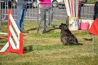 014 AGILITY HERMES -GAHUN -3571 : 1er degré, 2016, 25 Septembre 2016, AGILITY HERMES, Dossard 21, GAHUN