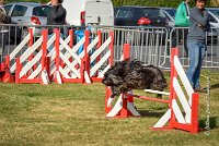 015 AGILITY HERMES -GAHUN -3572 : 1er degré, 2016, 25 Septembre 2016, AGILITY HERMES, Dossard 21, GAHUN