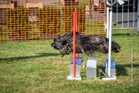 016 AGILITY HERMES -GAHUN -3573 : 1er degré, 2016, 25 Septembre 2016, AGILITY HERMES, Dossard 21, GAHUN