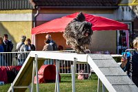 017 AGILITY HERMES -GAHUN -3574 : 1er degré, 2016, 25 Septembre 2016, AGILITY HERMES, Dossard 21, GAHUN