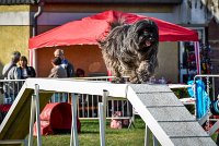 018 AGILITY HERMES -GAHUN -3575 : 1er degré, 2016, 25 Septembre 2016, AGILITY HERMES, Dossard 21, GAHUN