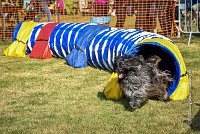 020 AGILITY HERMES -GAHUN -3577 : 1er degré, 2016, 25 Septembre 2016, AGILITY HERMES, Dossard 21, GAHUN