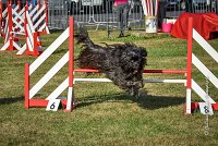 021 AGILITY HERMES -GAHUN -3579 : 1er degré, 2016, 25 Septembre 2016, AGILITY HERMES, Dossard 21, GAHUN