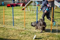 023 AGILITY HERMES -GAHUN -3581 : 1er degré, 2016, 25 Septembre 2016, AGILITY HERMES, Dossard 21, GAHUN