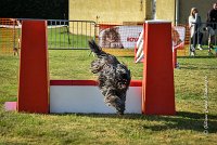 025 AGILITY HERMES -GAHUN -3583 : 1er degré, 2016, 25 Septembre 2016, AGILITY HERMES, Dossard 21, GAHUN