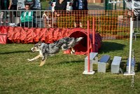 005 AGILITY HERMES - CAT C- GOLDEN EYES -3126 : 2016, 25 Septembre 2016, AGILITY HERMES, Catégorie C, GOLDEN EYES, open+