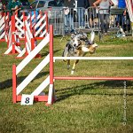 013 AGILITY HERMES - CAT C- GOLDEN EYES -3133 : 1x1, 2016, 25 Septembre 2016, AGILITY HERMES, Catégorie C, GOLDEN EYES, open+