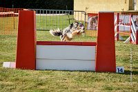 015 AGILITY HERMES - CAT C- GOLDEN EYES -3135 : 2016, 25 Septembre 2016, AGILITY HERMES, Catégorie C, GOLDEN EYES, open+