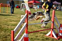 018 AGILITY HERMES - CAT C- GOLDEN EYES -3139 : 2016, 25 Septembre 2016, AGILITY HERMES, Catégorie C, GOLDEN EYES, open+