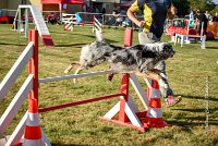 019 AGILITY HERMES - CAT C- GOLDEN EYES -3140 : 2016, 25 Septembre 2016, AGILITY HERMES, Catégorie C, GOLDEN EYES, open+