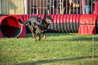 002 AGILITY HERMES -GWENDIE -2833 : 2016, 25 Septembre 2016, AGILITY HERMES, Catégorie C, Dossard  38, GWENDIE