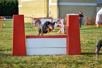 009 AGILITY HERMES -GWENDIE -2843 : 2016, 25 Septembre 2016, AGILITY HERMES, Catégorie C, Dossard  38, GWENDIE