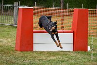 013 AGILITY HERMES -GWENDIE -3937 : 2016, 25 Septembre 2016, 2ème degré, AGILITY HERMES, Dossard  38, GWENDIE