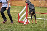 015 AGILITY HERMES -GWENDIE -3939 : 2016, 25 Septembre 2016, 2ème degré, AGILITY HERMES, Dossard  38, GWENDIE