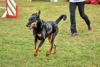 019 AGILITY HERMES -GWENDIE -3945 : 2016, 25 Septembre 2016, 2ème degré, AGILITY HERMES, Dossard  38, GWENDIE