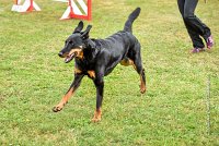 020 AGILITY HERMES -GWENDIE -3946 : 2016, 25 Septembre 2016, 2ème degré, AGILITY HERMES, Dossard  38, GWENDIE