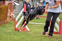 021 AGILITY HERMES -GWENDIE -3948 : 2016, 25 Septembre 2016, 2ème degré, AGILITY HERMES, Dossard  38, GWENDIE