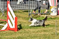 001 AGILITY HERMES - HANOUCK -3365 : 2016, 25 Septembre 2016, AGILITY HERMES, Dossard  59, HANOUCK, open+