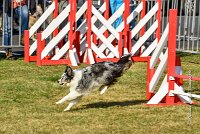 002 AGILITY HERMES - HANOUCK -3366 : 2016, 25 Septembre 2016, AGILITY HERMES, Dossard  59, HANOUCK, open+