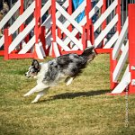 003 AGILITY HERMES - HANOUCK -3366 : 1x1, 2016, 25 Septembre 2016, AGILITY HERMES, Catégorie A, Dossard  59, HANOUCK, open+