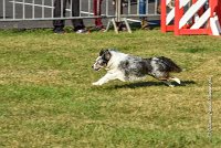 004 AGILITY HERMES - HANOUCK -3367 : 2016, 25 Septembre 2016, AGILITY HERMES, Dossard  59, HANOUCK, open+