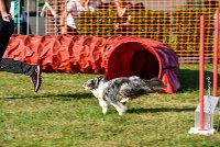 005 AGILITY HERMES - HANOUCK -3368 : 2016, 25 Septembre 2016, AGILITY HERMES, Dossard  59, HANOUCK, open+