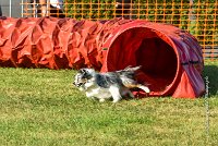 006 AGILITY HERMES - HANOUCK -3369 : 2016, 25 Septembre 2016, AGILITY HERMES, Dossard  59, HANOUCK, open+