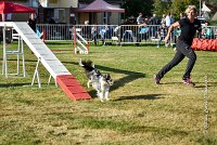 008 AGILITY HERMES - HANOUCK -3371 : 2016, 25 Septembre 2016, AGILITY HERMES, Dossard  59, HANOUCK, open+