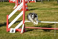 011 AGILITY HERMES - HANOUCK -3375 : 2016, 25 Septembre 2016, AGILITY HERMES, Dossard  59, HANOUCK, open+