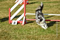 012 AGILITY HERMES - HANOUCK -3376 : 2016, 25 Septembre 2016, AGILITY HERMES, Dossard  59, HANOUCK, open+